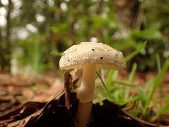 Amanita xylinivolva