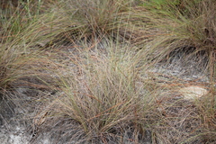 Aristida stricta
