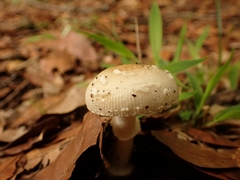 Amanita xylinivolva
