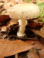 Amanita xylinivolva