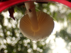 Amanita xylinivolva