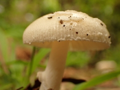 Amanita xylinivolva