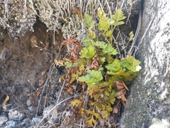 Cryptogramma acrostichoides