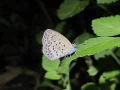 Pseudozizeeria maha