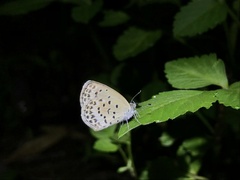 Pseudozizeeria maha