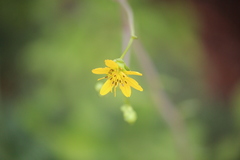 Silphium compositum