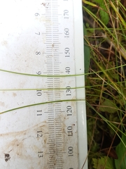 Carex billingsii