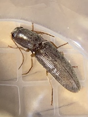 Conoderus parallelus