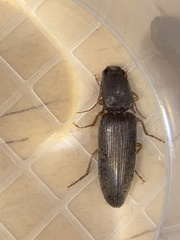 Conoderus parallelus
