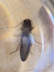 Conoderus parallelus