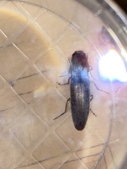 Conoderus parallelus