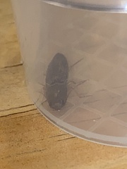 Conoderus parallelus