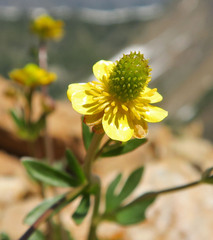 Ranunculus gelidus