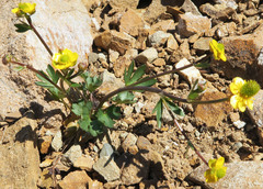 Ranunculus gelidus