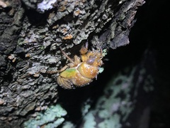 Graptopsaltria nigrofuscata