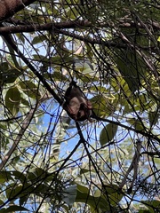 Syconycteris australis