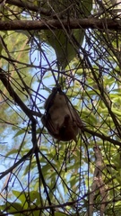 Syconycteris australis