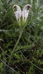 Pedicularis capitata