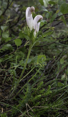 Pedicularis capitata