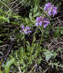 Pedicularis sudetica interior