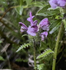 Pedicularis sudetica interior