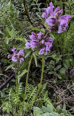 Pedicularis sudetica interior