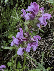 Pedicularis sudetica interior