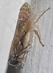 Scaphoideus opalinus
