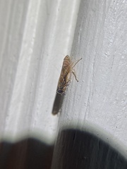 Scaphoideus opalinus