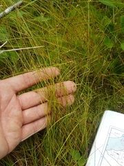 Carex billingsii