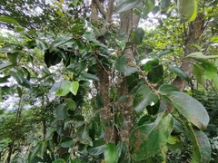 Dendrophthoe pentandra