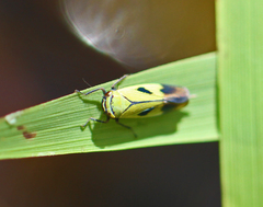 Nephotettix nigropictus