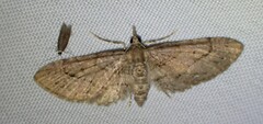 Eupithecia unicolor
