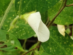 Clitoria falcata