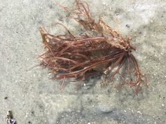 Sarcodiotheca