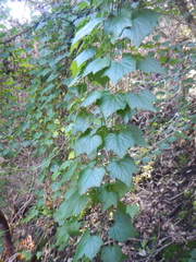 Zehneria scabra