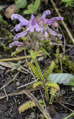 Pedicularis verticillata