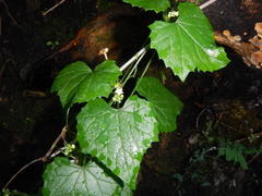 Zehneria scabra