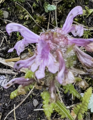 Pedicularis verticillata