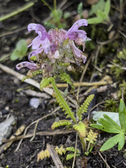 Pedicularis verticillata