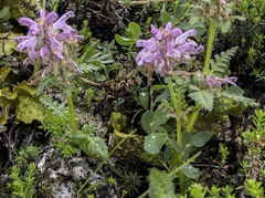 Pedicularis verticillata