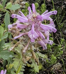 Pedicularis verticillata