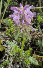 Pedicularis verticillata
