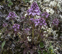 Pedicularis verticillata