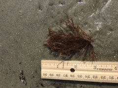 Sarcodiotheca