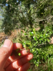 Everistia vacciniifolia