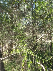 Everistia vacciniifolia