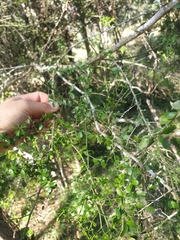 Everistia vacciniifolia
