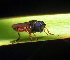 Pyrophaena granditarsis