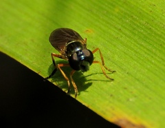 Pyrophaena granditarsis